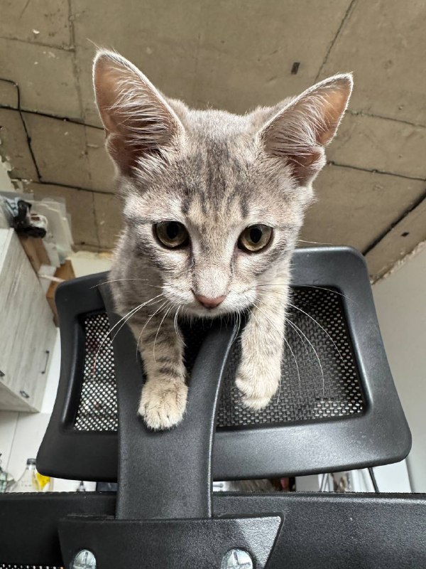 Котёнок ищет дом 5