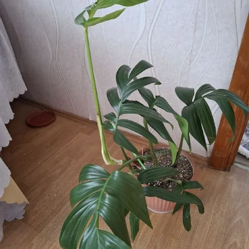 Комнатные растения, суккуленты, каллизия, крестовник, кислица