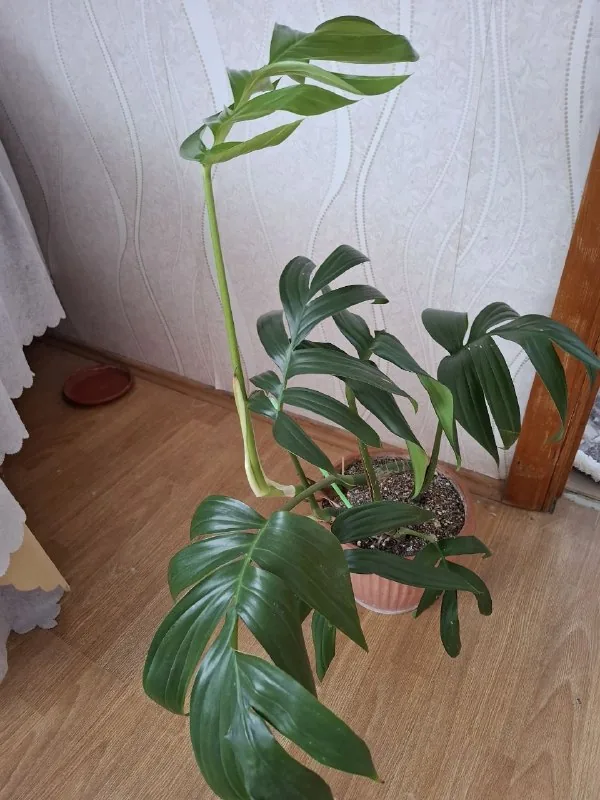 Комнатные растения, суккуленты, каллизия, крестовник, кислица 1