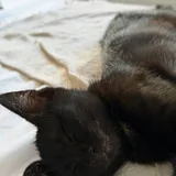 Котенок, кошечка 3