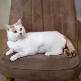 Кот Рокки 1