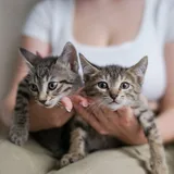 Котята 7