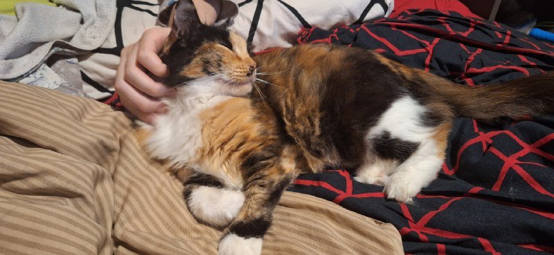 Трёхцветная кошка Юми ищет дом 5