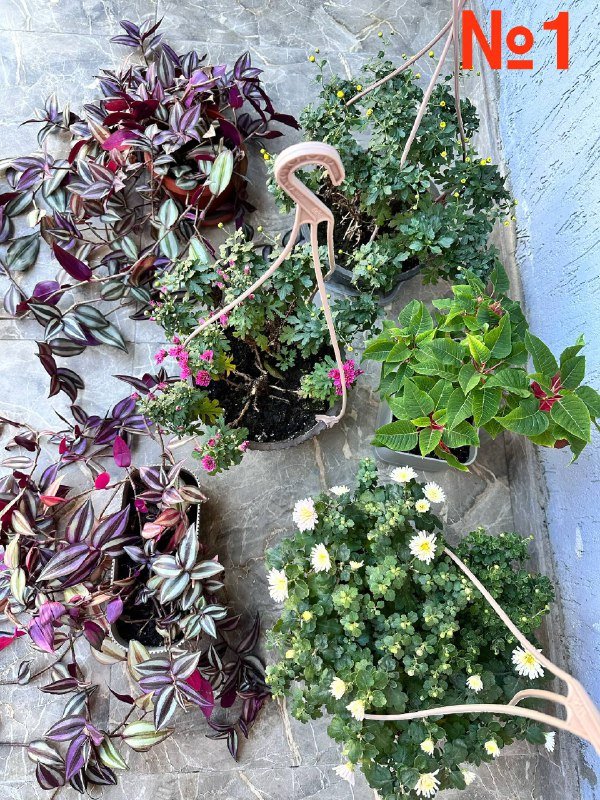 Комнатные растения: традесканция, кофе арабика, цитрусы, авокадо, цикламены, азалия, хризантемы