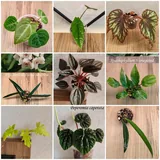 Комнатные растения 3