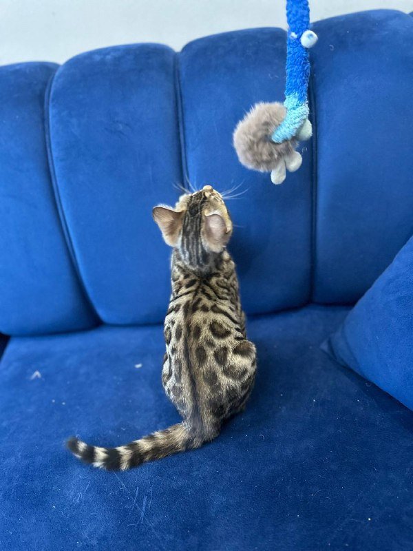 Леопардовая кошечка 2