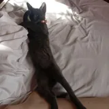 Котенок кошечка 2