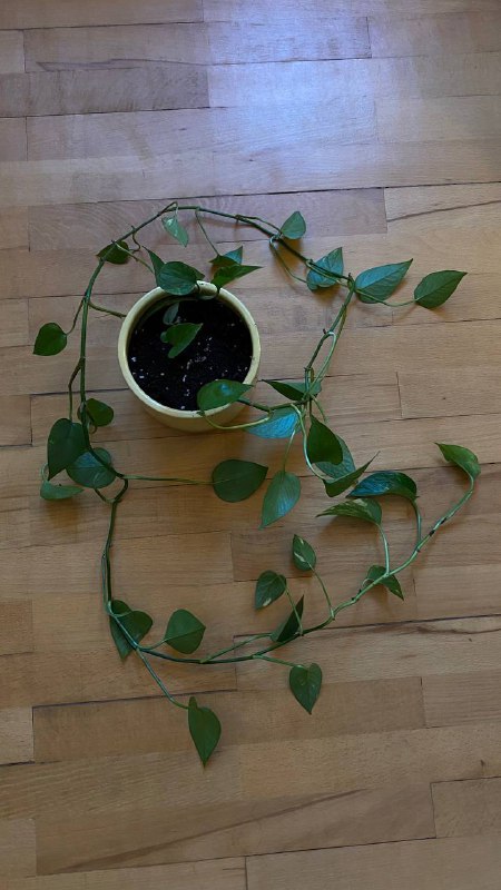 Продажа комнатных растений 2