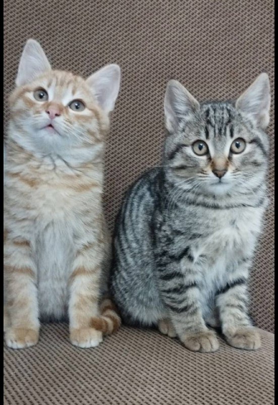 Котята отдаются бесплатно в добрые руки