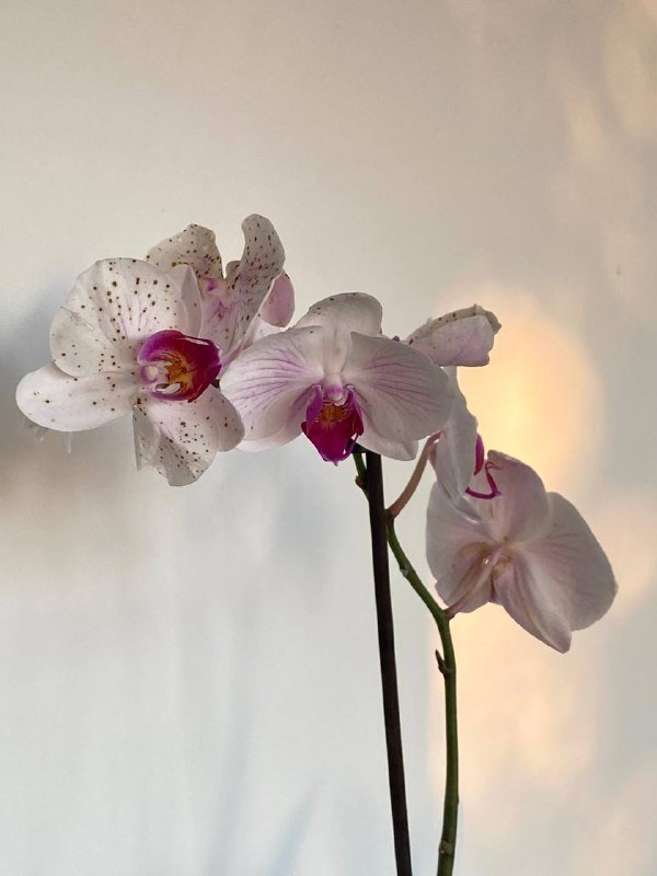 Орхидея фаленопсис в транспортовом горшке 2