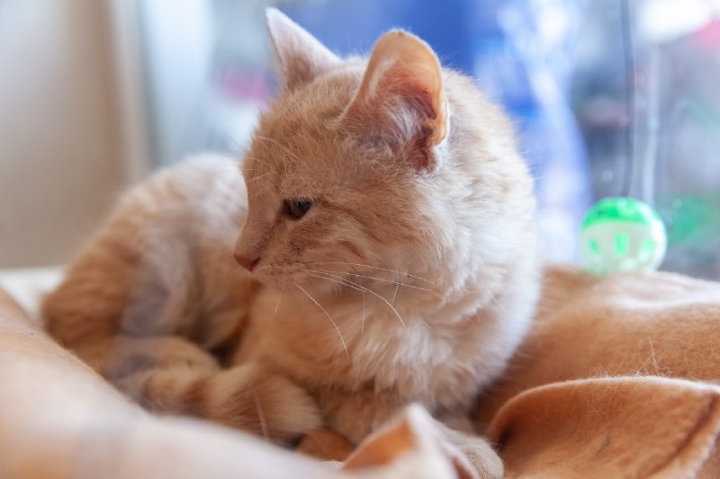 Котёнок ищет дом 2