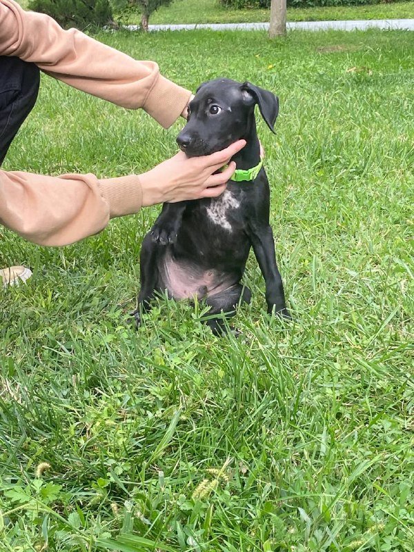 Щенок мальчик метис лабрадора 2