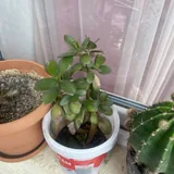 Кактус, суккулент 2