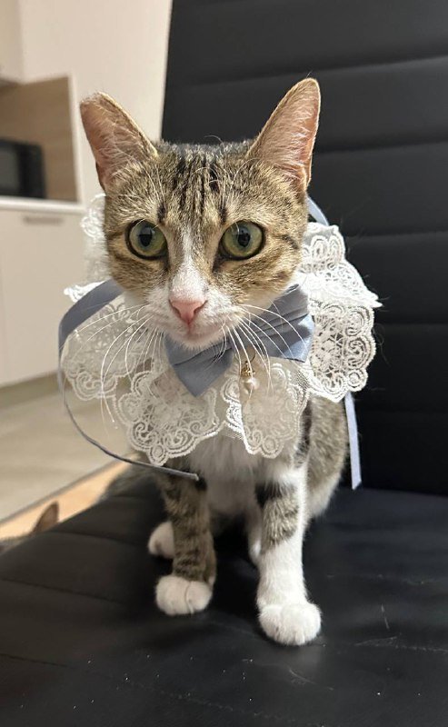 Кошечка Ариана ищет дом 2