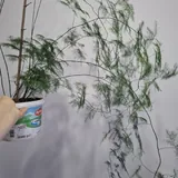 Комнатные растения: роули, традесканция, аспарагус, монстеры и другие 2