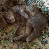 Кот Веня 4