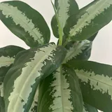Растение Aglaonema, горшок, удобрение, пульверизатор 2