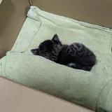 Котенок девочка 1