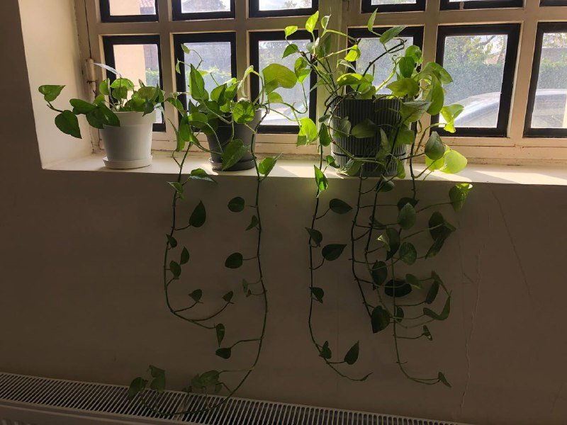 Эпипремнум в горшке, мраморная ступка с пестиком