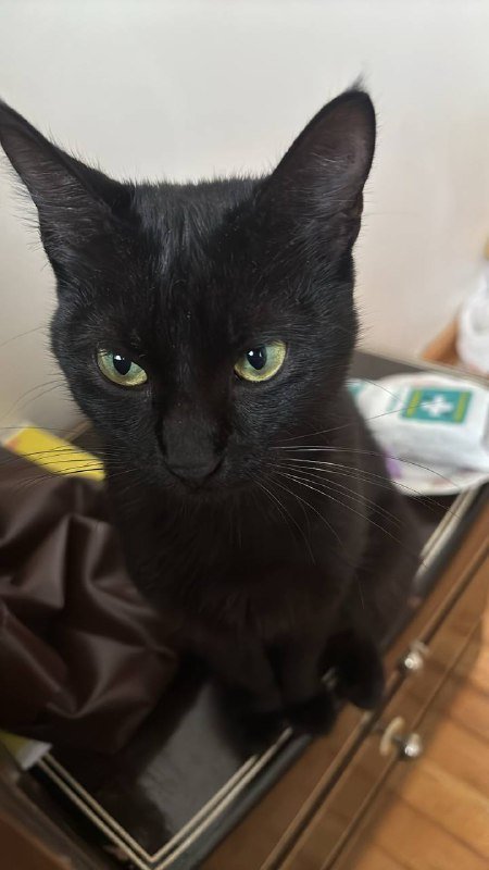 Кошка 7-8 месяцев в добрые руки 6