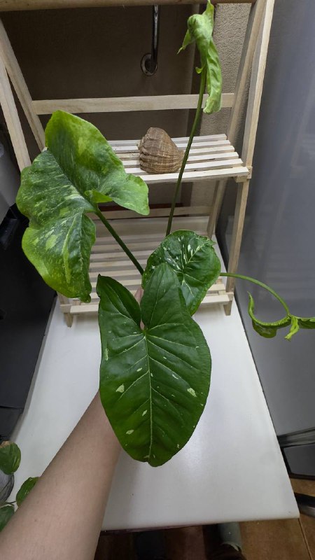 Philodendron Scandens, Philodendron Crocodile, Syngonium Panda, Maranta Variegated, Monstera Adansonii, Philodendron New Red 7