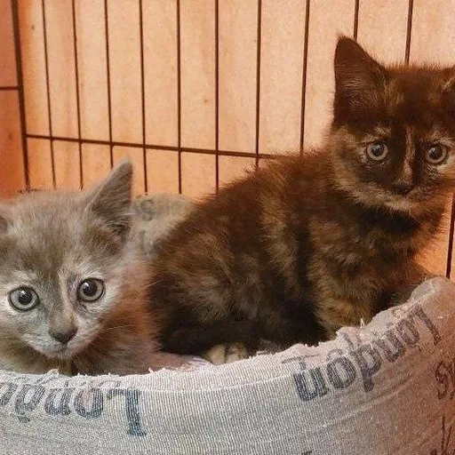 Котята