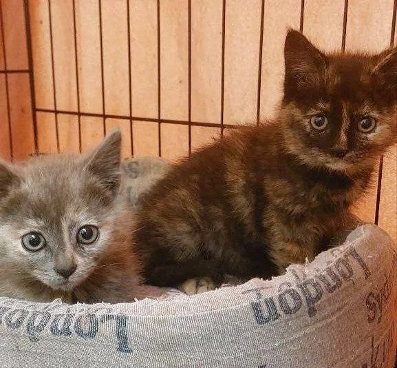 Котята 1