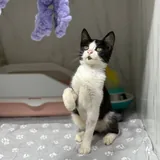 Котенок Онигири ищет добрую семью 4