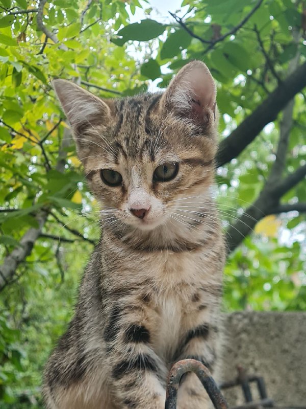 Котята ищут любящую семью 2