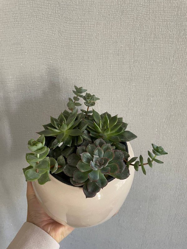 Суккуленты в стильных кашпо IKEA и Jysk 3