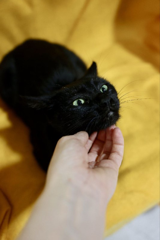 Черная кошка Даниэлла 6