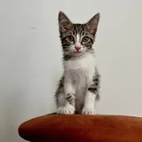 Котенок 3