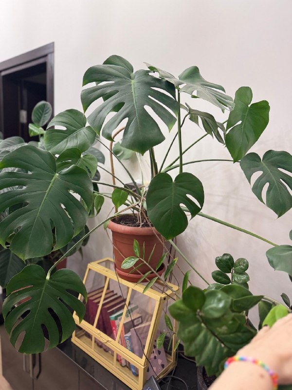 растения в горшках 3