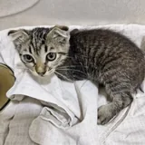 Котенок 1