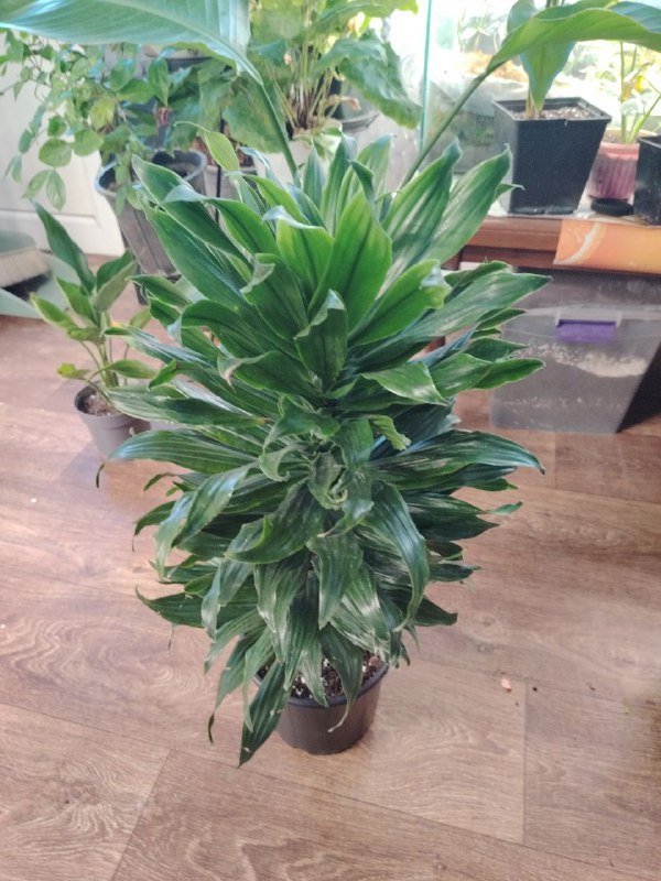 Драцена, алоказия, филодендрон Бразил