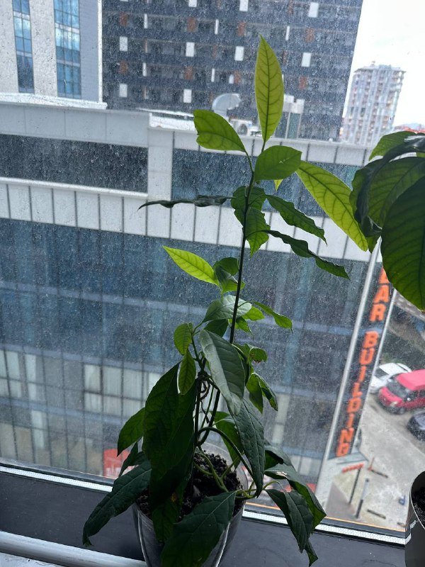 Кофейное дерево, Авокадо, хлорофитум, традесканция с горшками 2