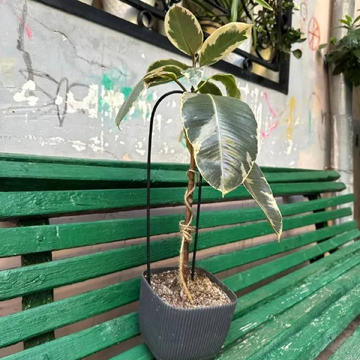ფიკუსი