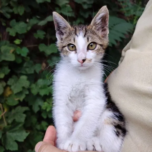 Котёнок Космо