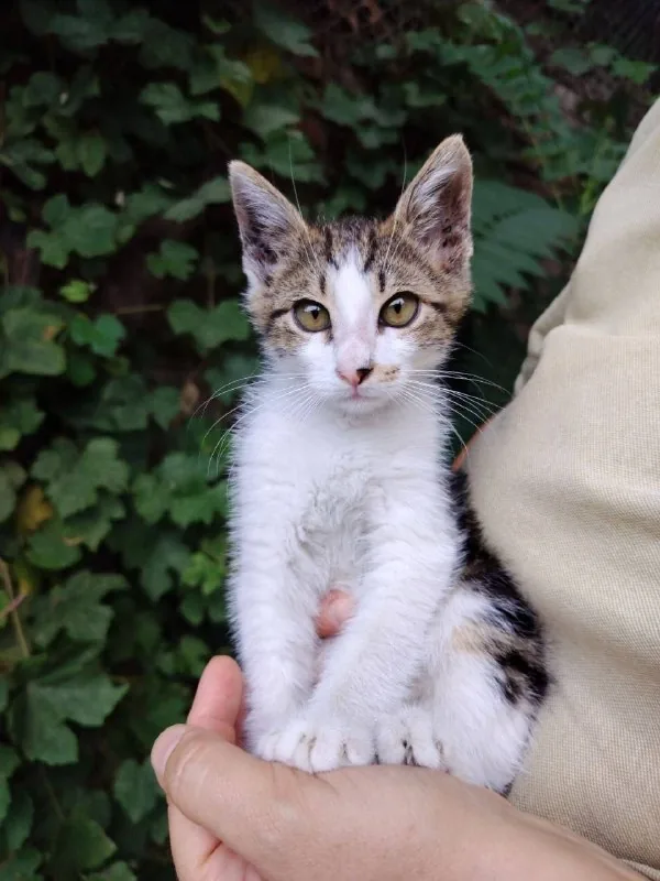 Котёнок Космо 1