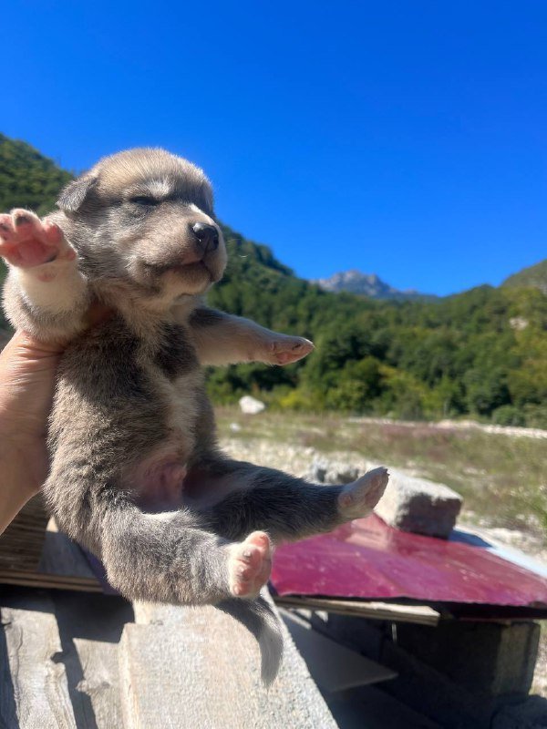 Щенки из Лечхуми ищут дом 2