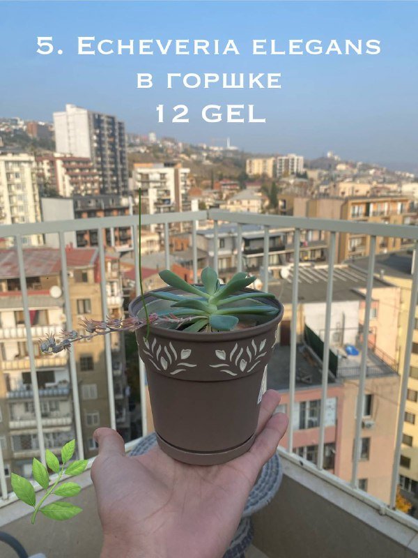 Цветы в горшках 9