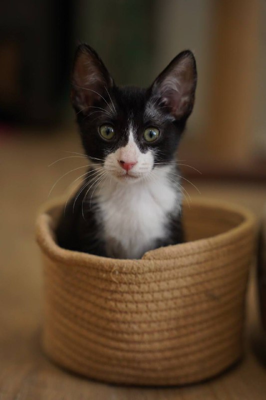 Кошка Вишня, 2 месяца, в дар 6
