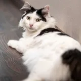 Кошка 2