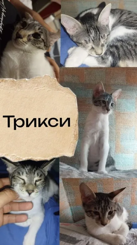 Котята 1