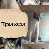 Котята 1