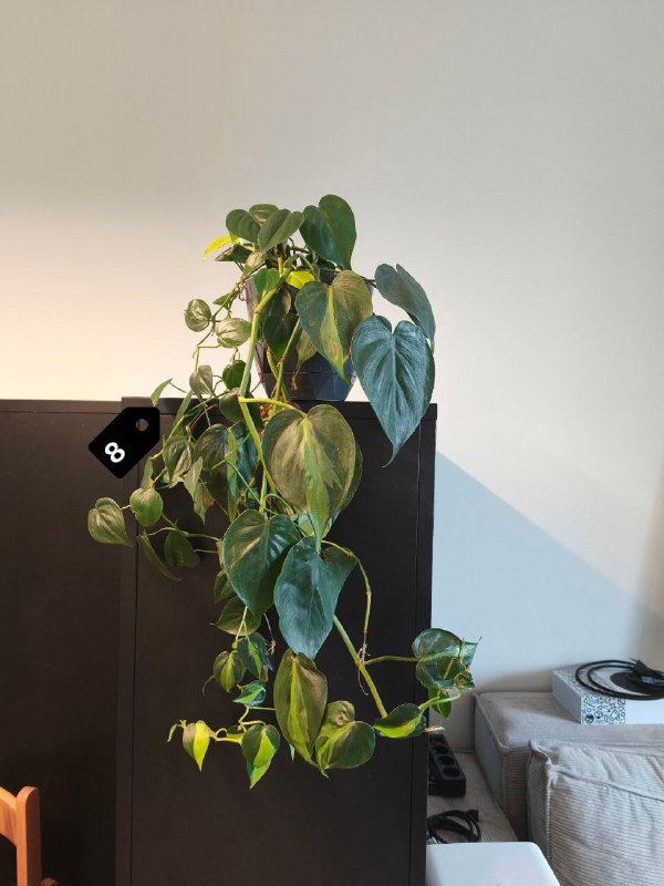 Стрелиция Николая, Замиокулькас, Монстера, Филодендроны и др. 8