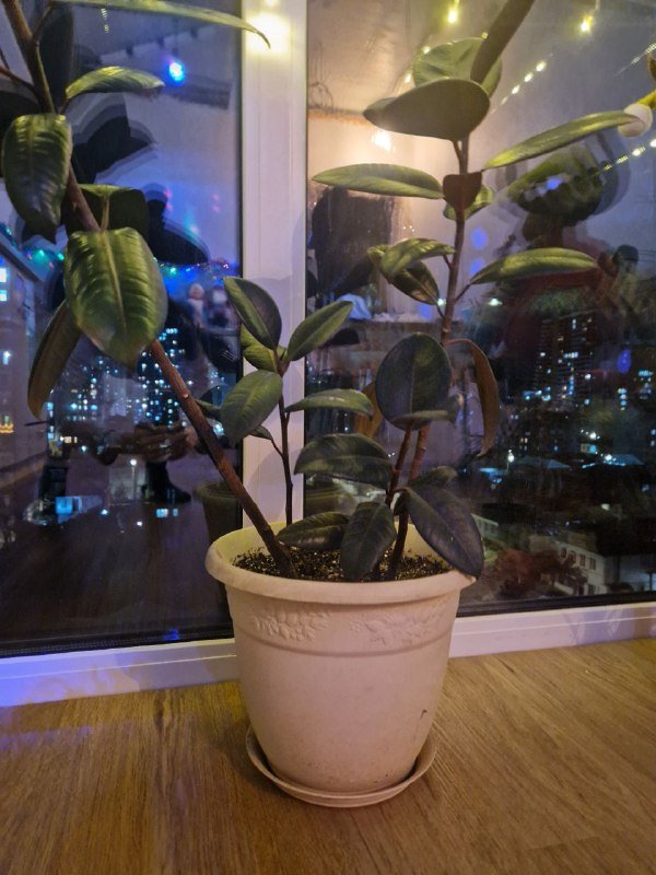 Фикус-эластика 2