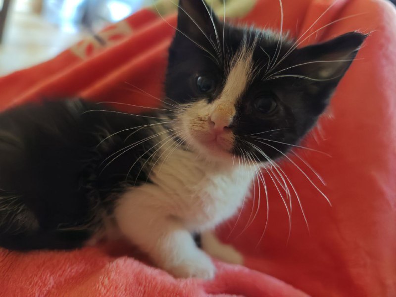 Котенок Сэм для дома с прививками 4