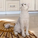 Кот, перс 5