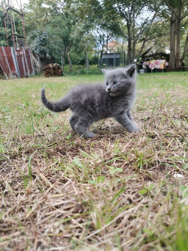 Котята домашние голубые и с белым 8